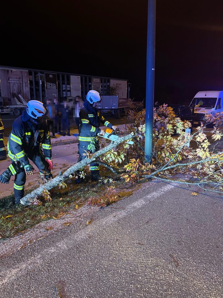 Verkehrsunfall | Baum auf Fahrbahn